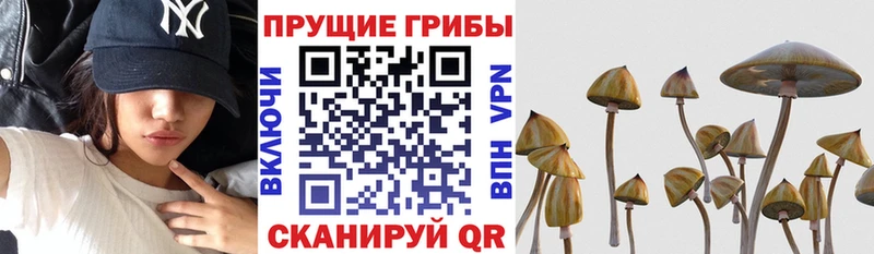 Псилоцибиновые грибы Cubensis Майский